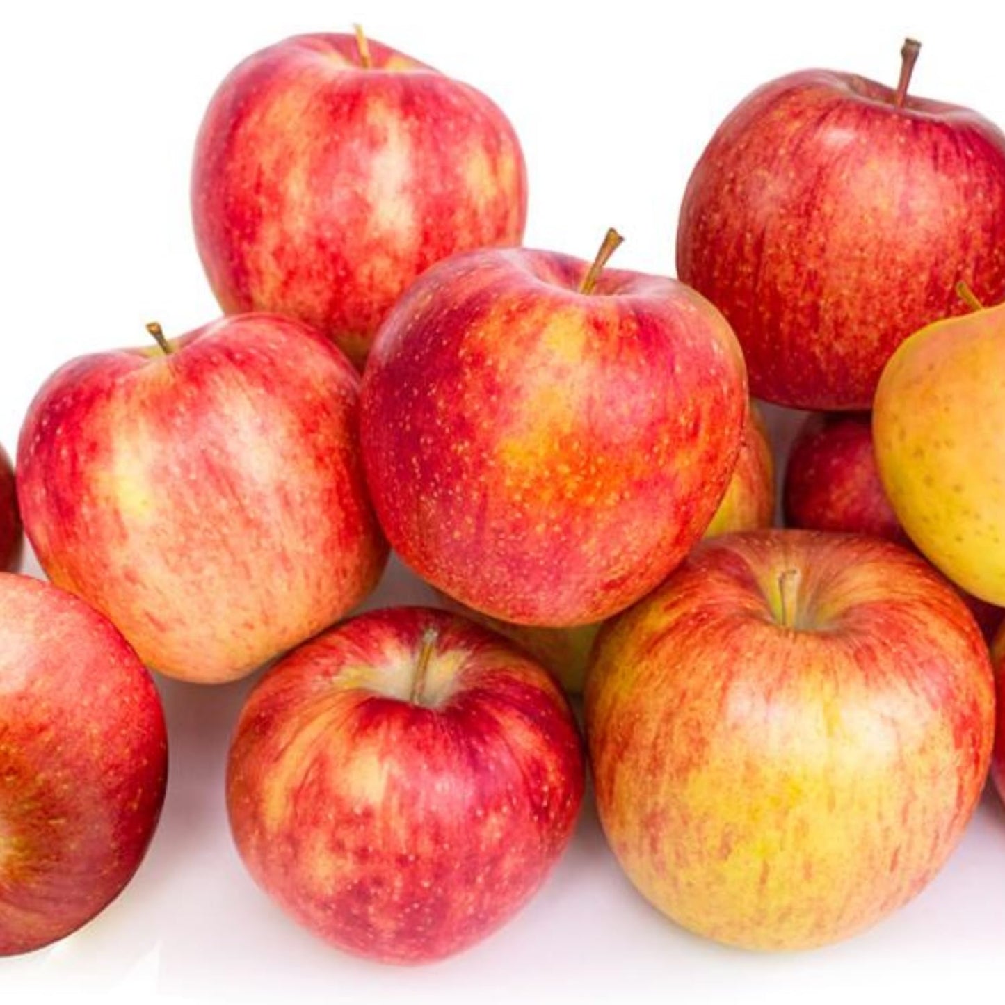 Gala Apple Tree Plant, 2' to 3' Tall, Red Apple Tree Plant, Gala Apple Plants Live Fruit Trees for Planting Indoors Outdoors Garden
