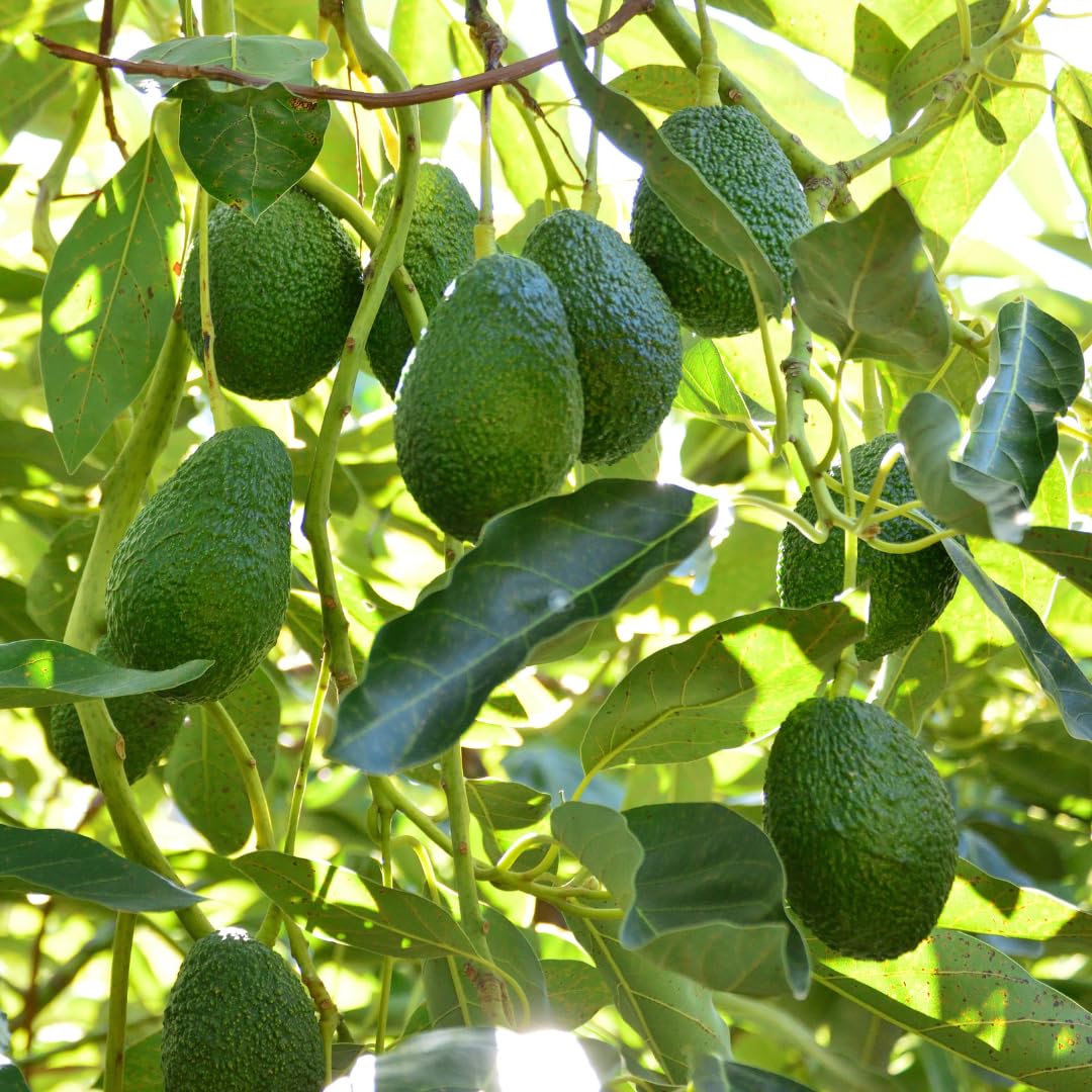 Live HASS Avocado Tree, Grafted Fruit Tree, 1-2 Feet Tall, Hardy Avocado Variety, Ready for Planting, No Ship to CA