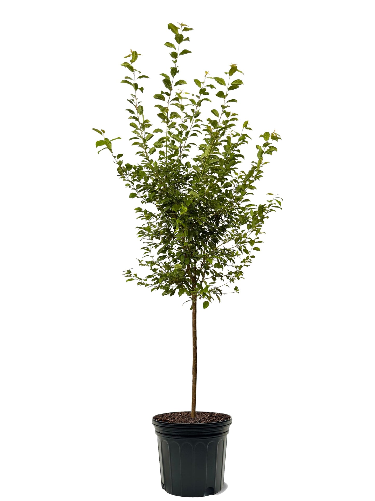 Green Gage Plum Tree, Sweet, Flavorful Plum with Green Skin and Mild, Honey-Like Flesh, 3-4 ft Tree Height, 7 gal. Grower Pot (Due to Agricultural Laws, we are Unable to Ship to CA, AZ, AK, or HI)