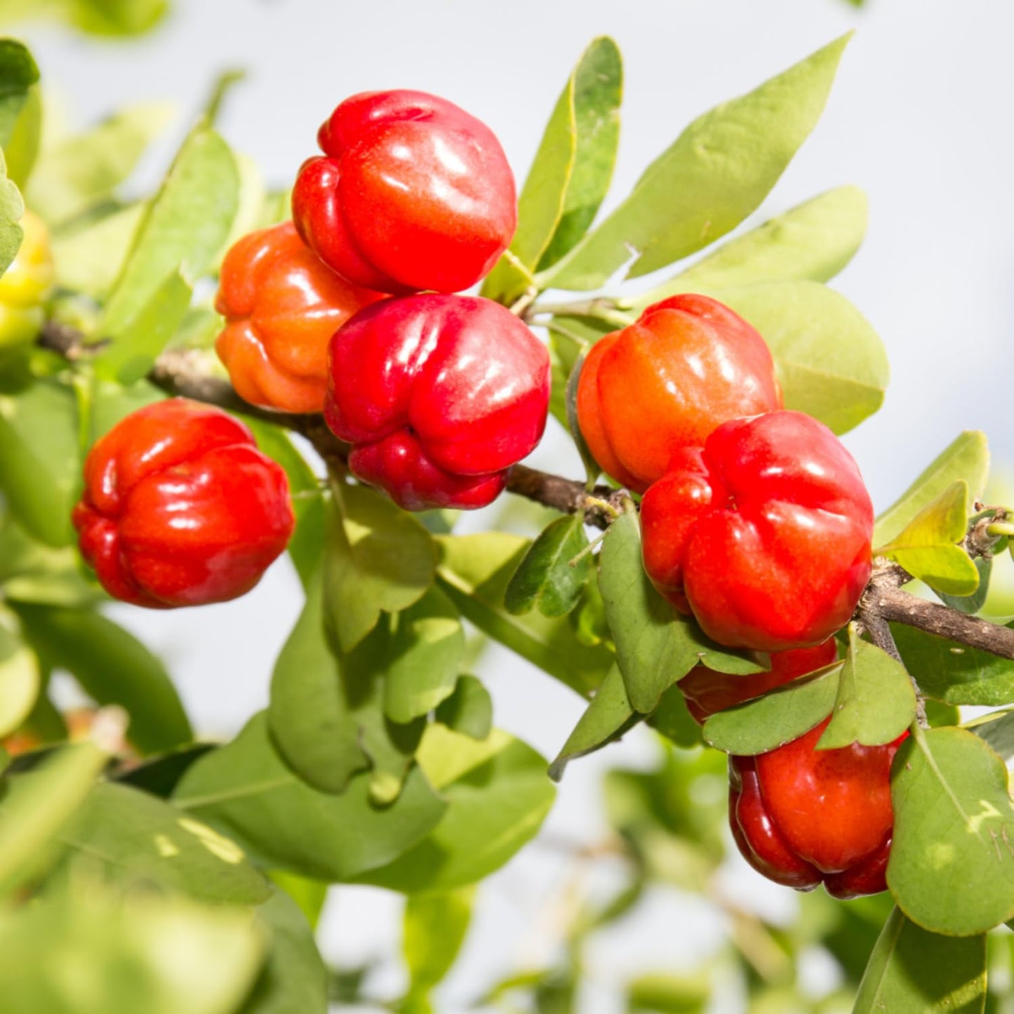 Dwarf Barbados Cherry Plant Live, Acerola Red Cherry Seedlings, 5-9” Tall, Cherry Fruit Trees for Backyard