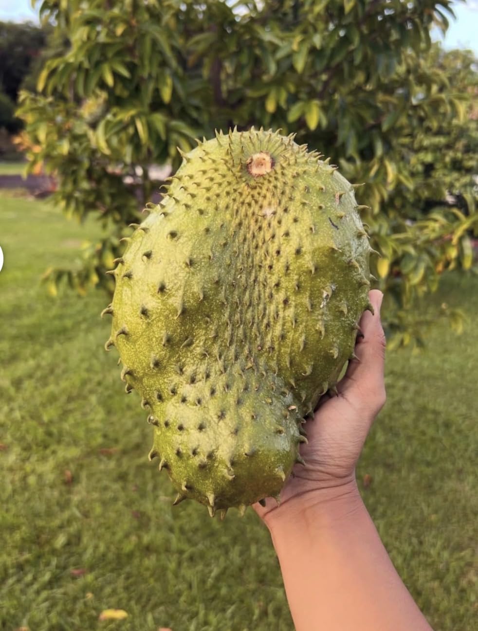 Old Giant Soursop (3ft) (Annona muricata graviola) Guanabana Tropical Live Fruit Tree Plant