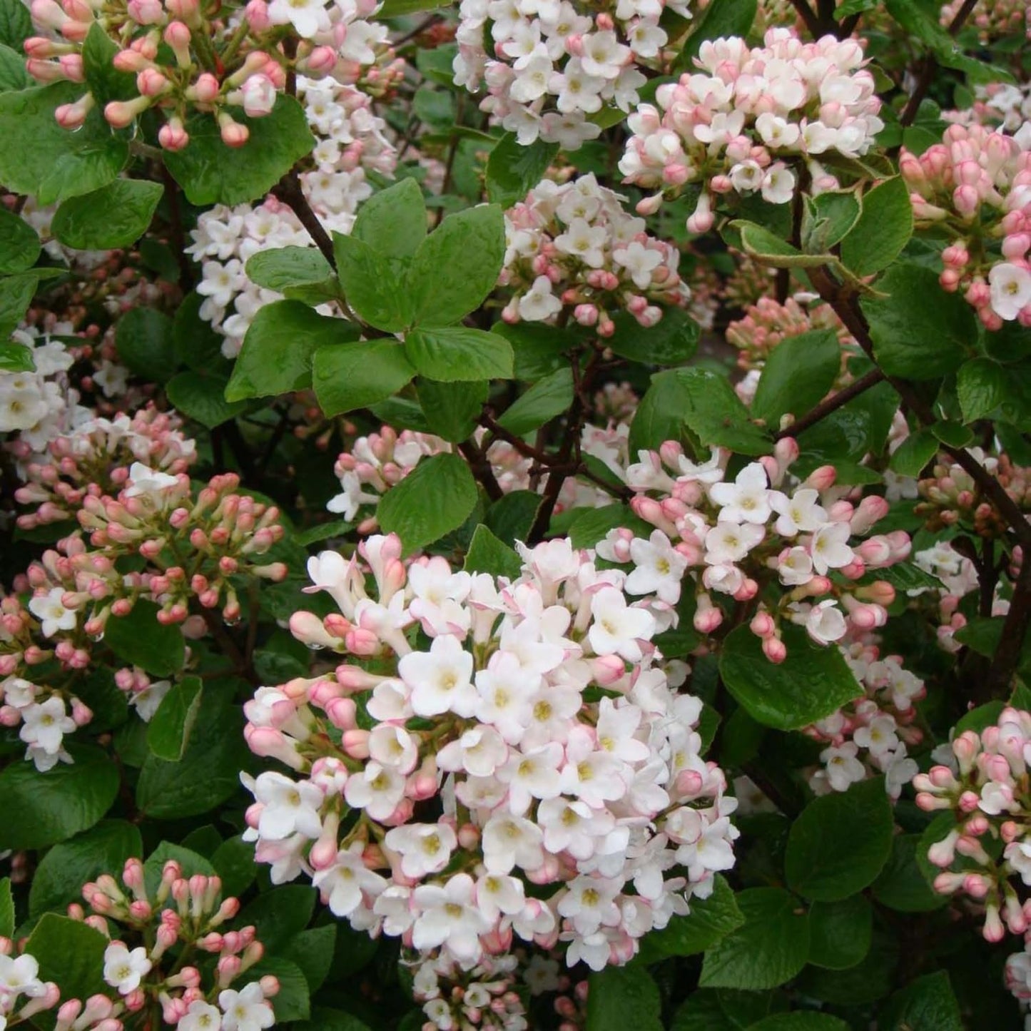 Viburnum Bush Plant Potted, Hardy Flowering Shrub, Rare Viburnum Plant for Outdoor Garden, Landscape, or Hedge, 4-6 Inches (Pink Viburnum)