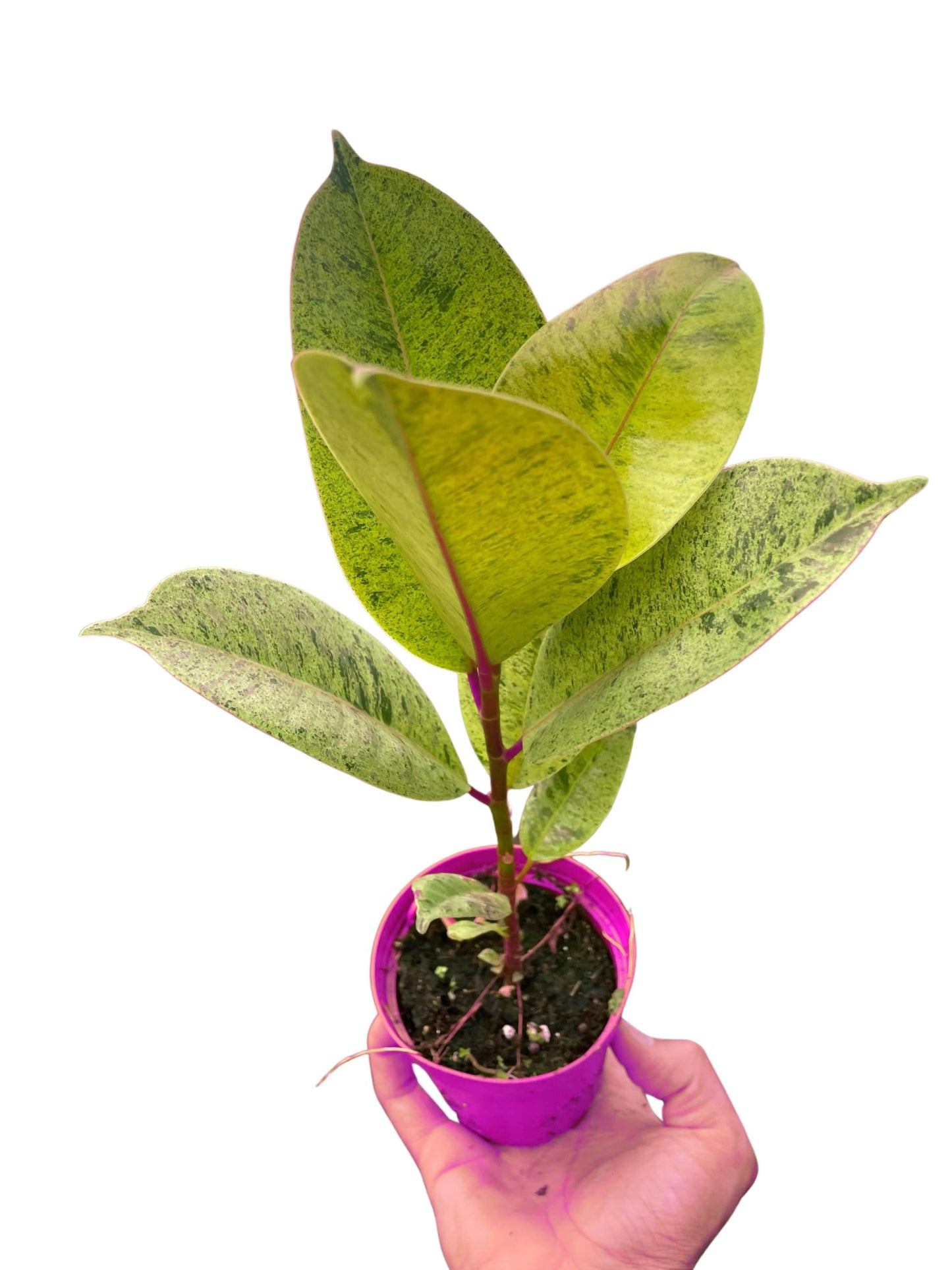 10 Pack Ficus 'shivereana' Moonshine in 4in Pot - Live Rare Plant - Easy to Grow | Variegated | USA Growers | The Snobby Leaf
