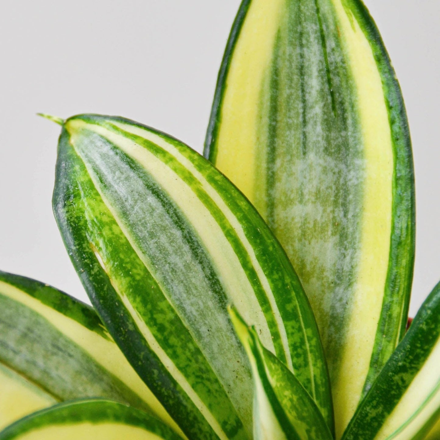 Snake Plant Gold Hahnii | Live Plant for Indoor & Outdoor | for Living Room, Office, Bathroom | (4" Pot)