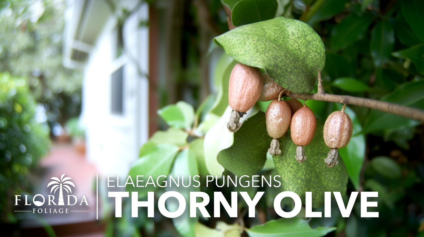 Elaeagnus Pungens I 3 Live Plants I Thorny Olive I Hardy Evergreen Shrub with Fragrant Blooms, Perfect for Hedges, Screening & Ornamental Garden Display