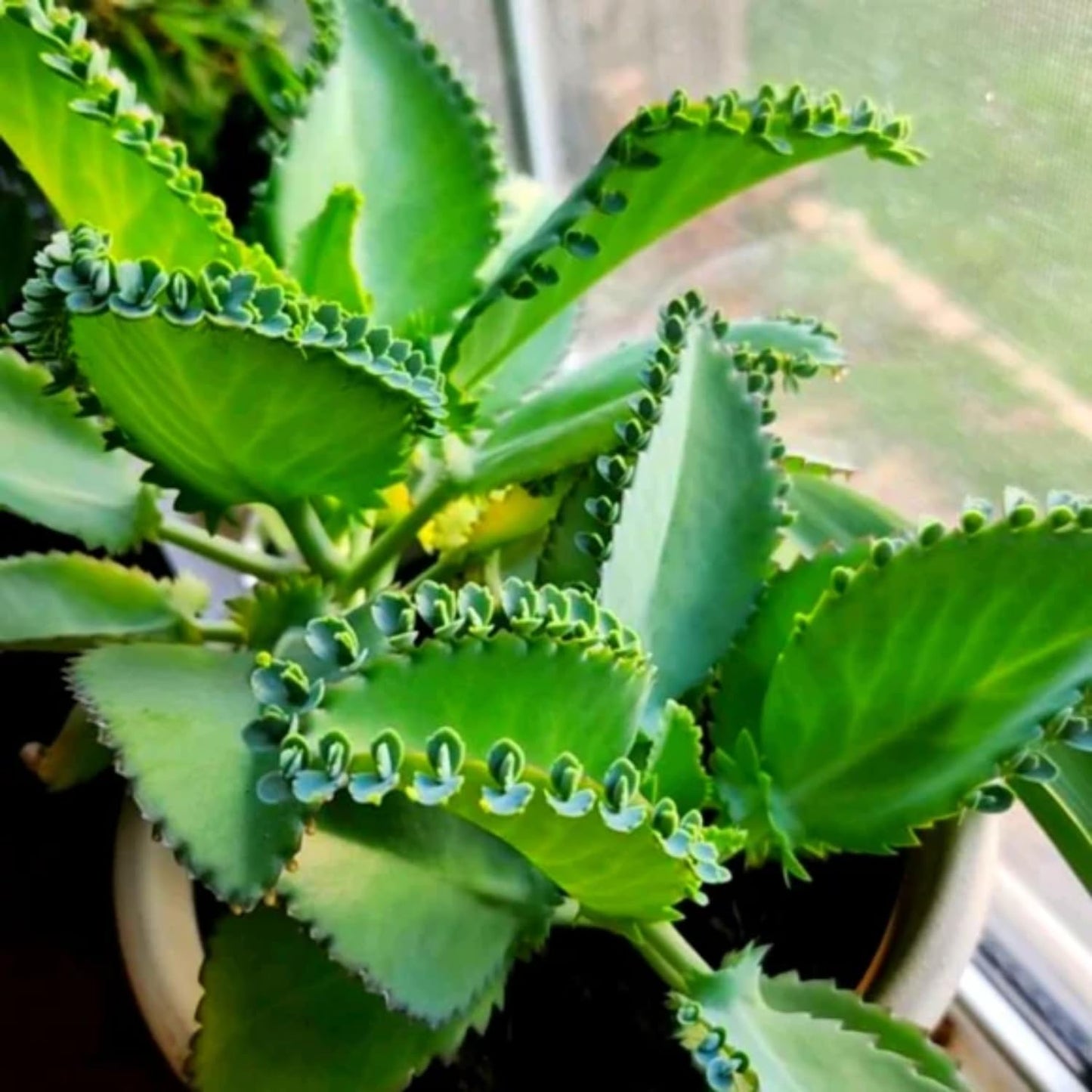 Kalanchoe Mother of Thousands Plant Live, Rare Kalanchoe Succulent Flowering Home Garden, in 2" Pot