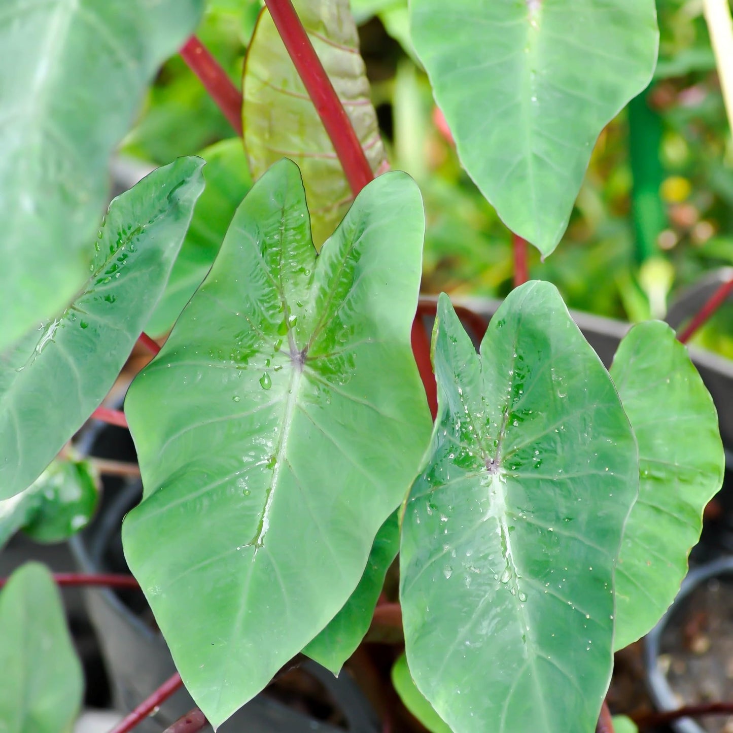 Easy to Grow Colocasia Royal Hawaiian Punch 1 Plant Bulb (Elephant Ear) - Large Green Leaves Grow on Red Stems in Summer in Partial Sun