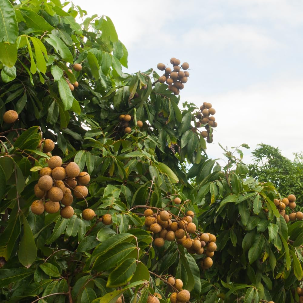 Longan Tree Live Plant in 4 Inches Pot, Longan Seedlings from 6 to 8 Inches Tall, Sweet Fruit Tree for Edible Garden