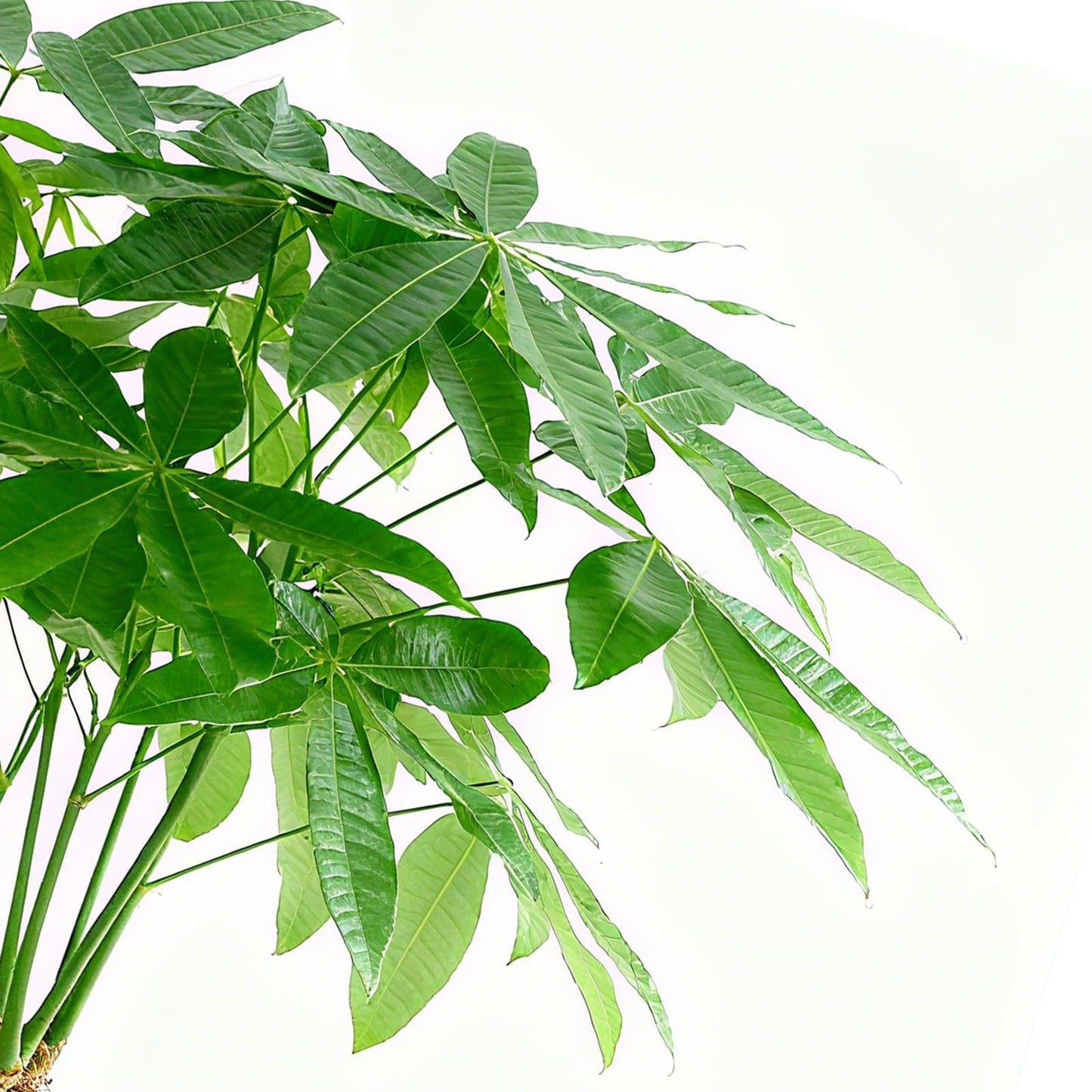 Sprout N Green Small Money Tree with 5 Lucky Braid, Live Plant with White Stripe Pot, Decoration for Indoor Home Office Tabletop Windowsill Side Table, Housewarming Christmas Gift, 8-10" Tall