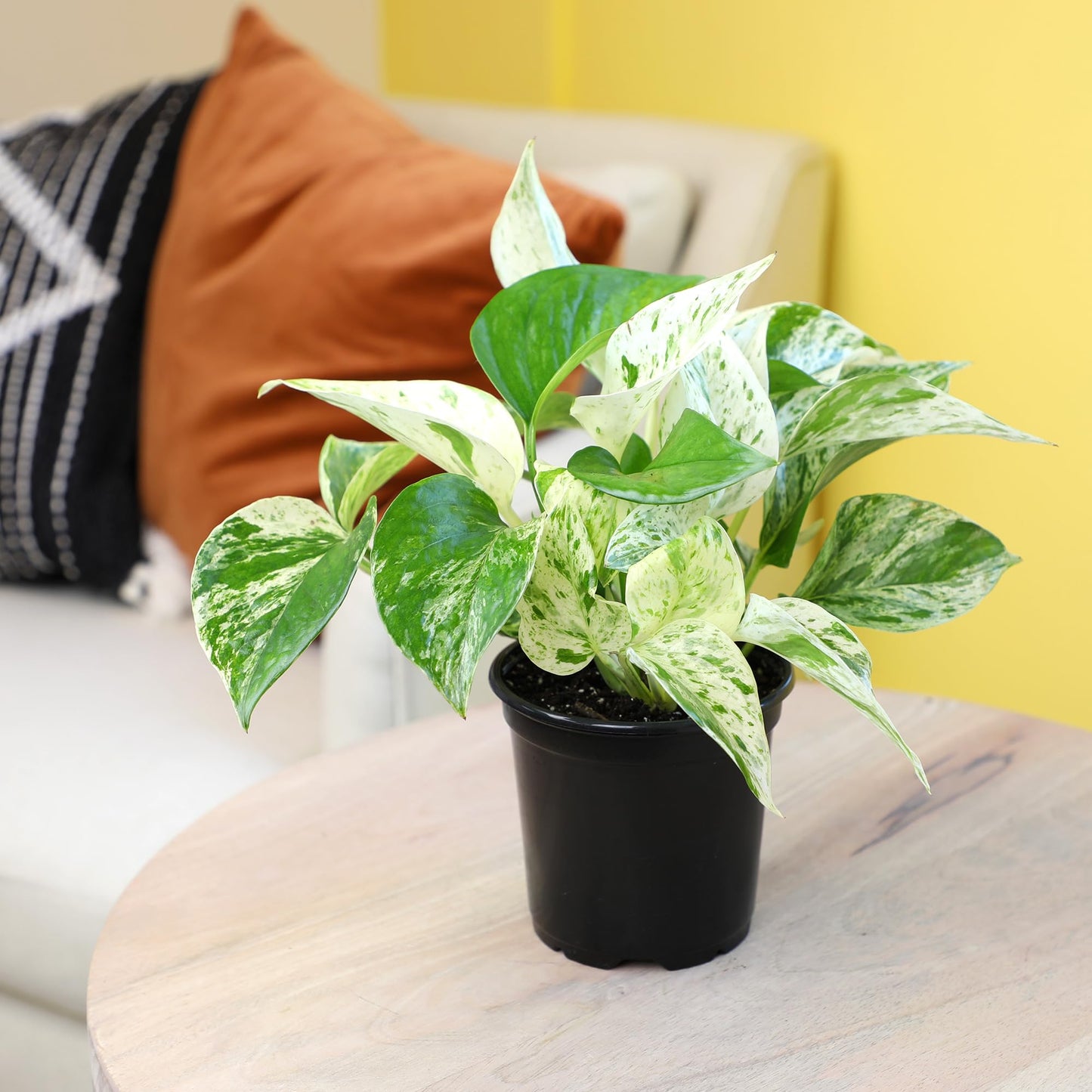 Live Pothos Plants (4PK) Indoor Plants Live Houseplants, Pothos Live Plant House Plants Indoors Live Plants, Money Plant Indoor Pothos Plant Decor, Devils Ivy Trailing Plants Live by Plants for Pets