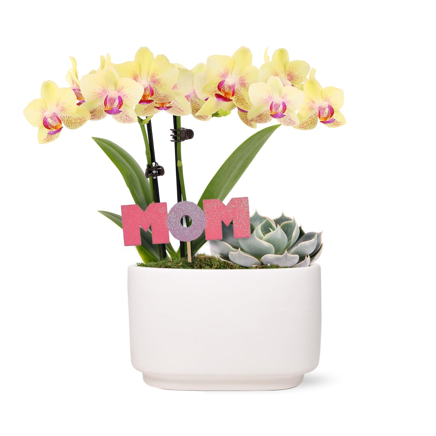 Green Circle Growers 4" Yellow Orchid and Succulent Duo in White Pot with Mom Pick, Indoor Live Plants, House Plant