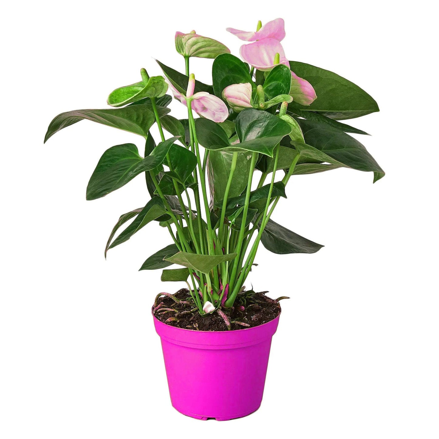6 Pack Anthurium 'White' in 6in Pot - Live Tropical Houseplant - Easy to Grow | Variegated | USA Growers | The Snobby Leaf