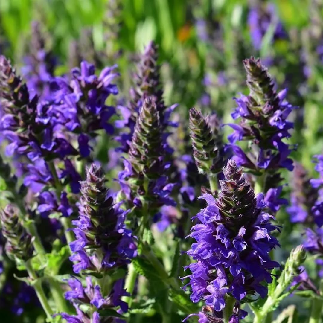 Violet Blue Purple Sage Live Plant, Salvia Plant Live Herb for Grow Indoors Outdoor in 3 Inch Pot
