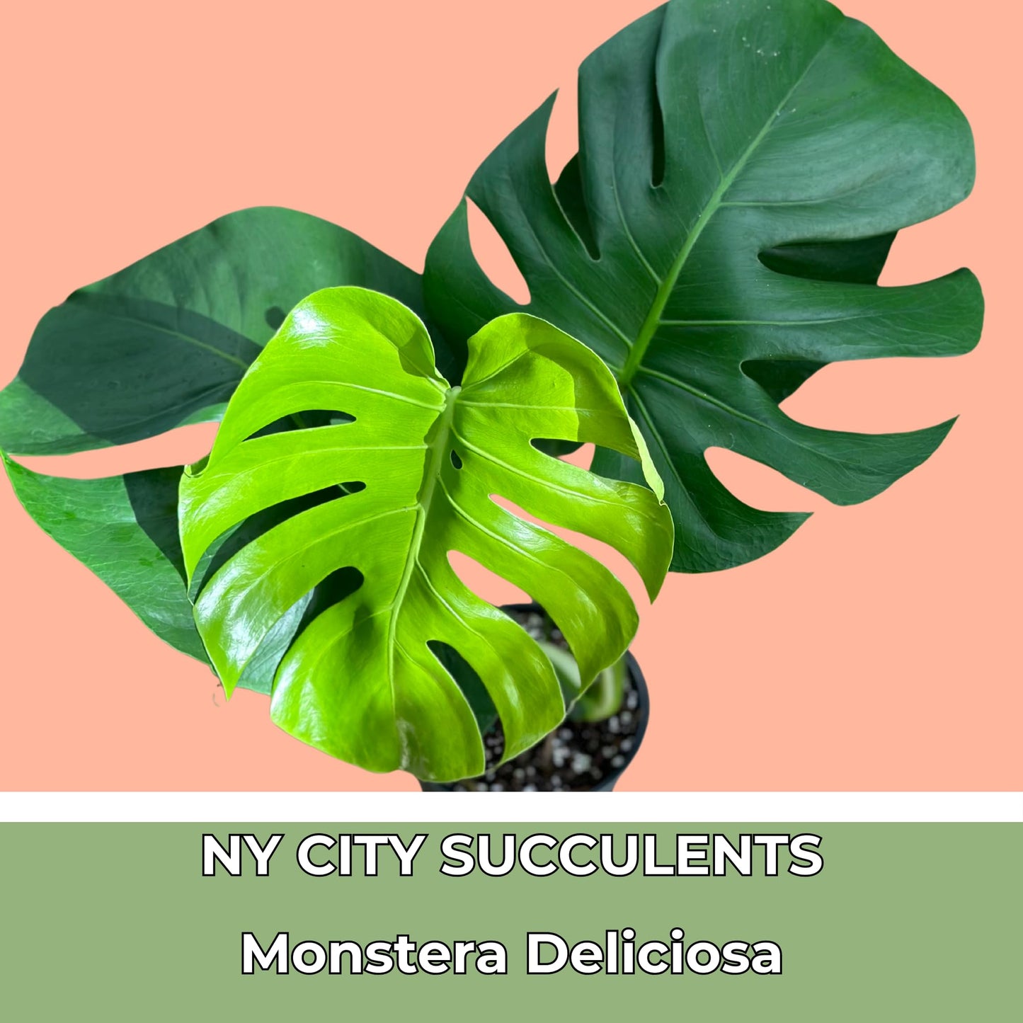 Monstera Deliciosa Live Plant With 4 Inch Pot - Monstera Swiss Cheese Plant - Split Leaf Indoor Plants Live Houseplants - Easy to Care Plants For Home, Office, Wedding Decor & Gift(Heat Pack Included)