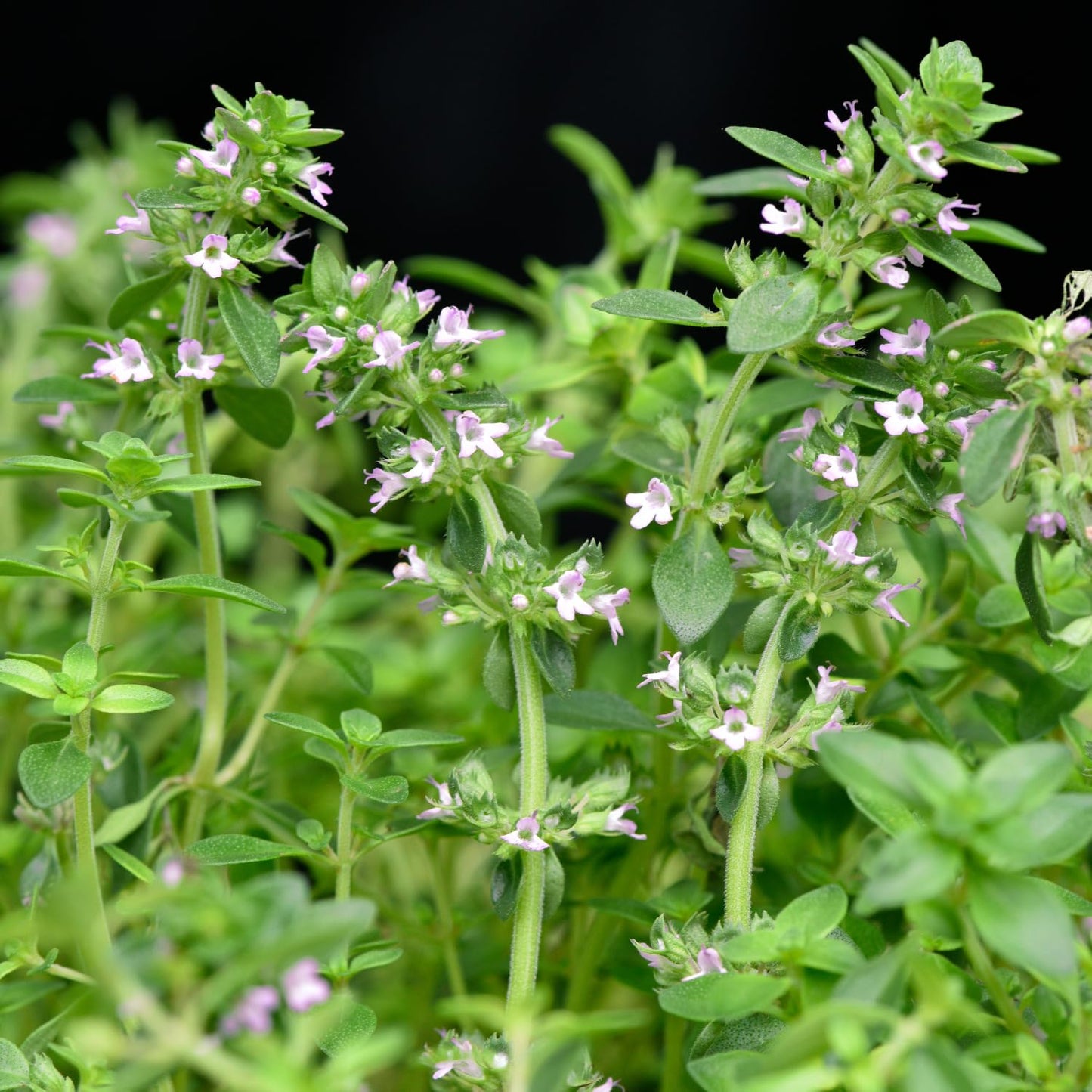 Sets 3 Lemon Thyme Plants, 3-6 Inch Live Lemon Thyme for Planting, Fragrant Culinary Herb for Indoor Outdoor Gardening