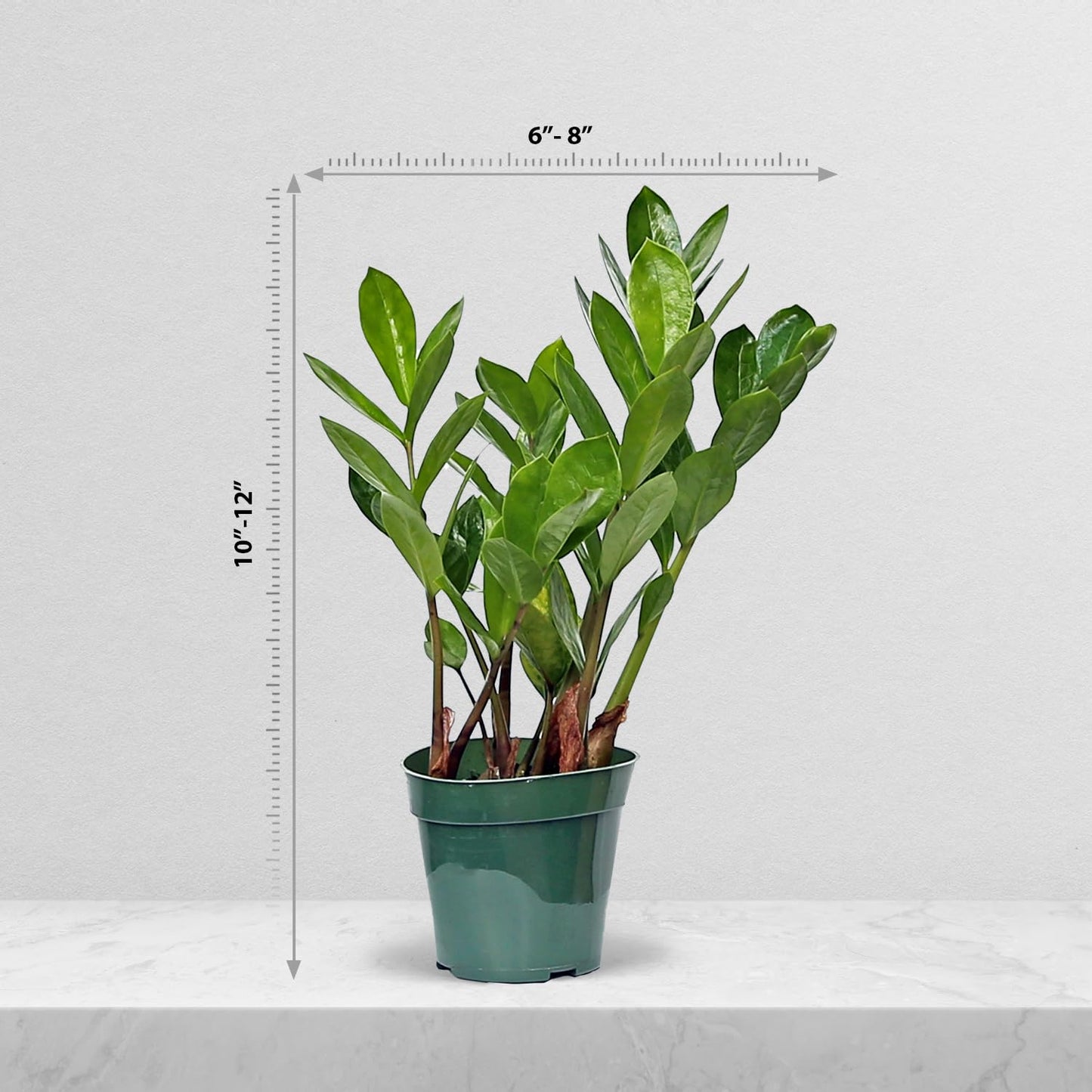 Live Zamioculcas Zamiifolia, ZZ Plant, Christmas Gift Houseplant, Birthday Good Luck Tree Gift, Plant Lover Gift, Indoor Potted Plant, Evergreen Plant Gift in 4" Pot