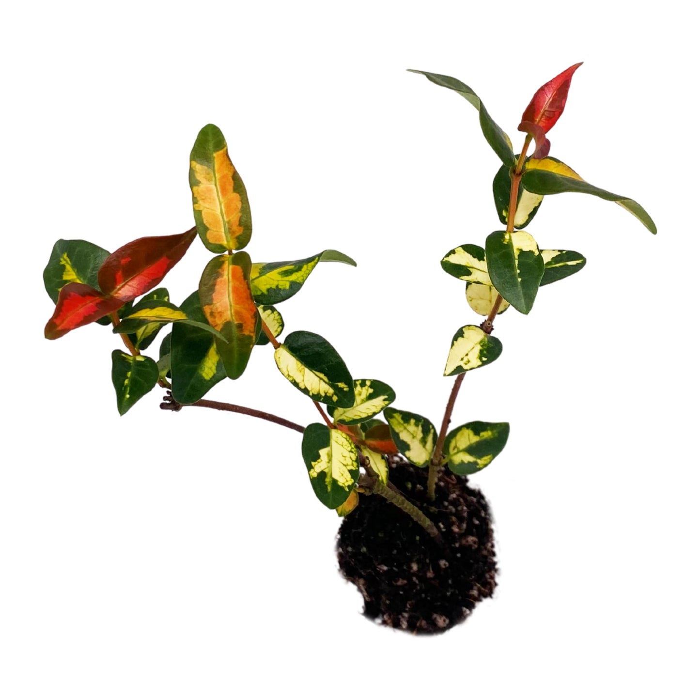 ragnaroc Jasmine Summer 2-6" (Jasminum officinale) 4ct - Live Plant for Indoor Outdoor Use, Garden & Landscaping - Live Arrival Guaranteed