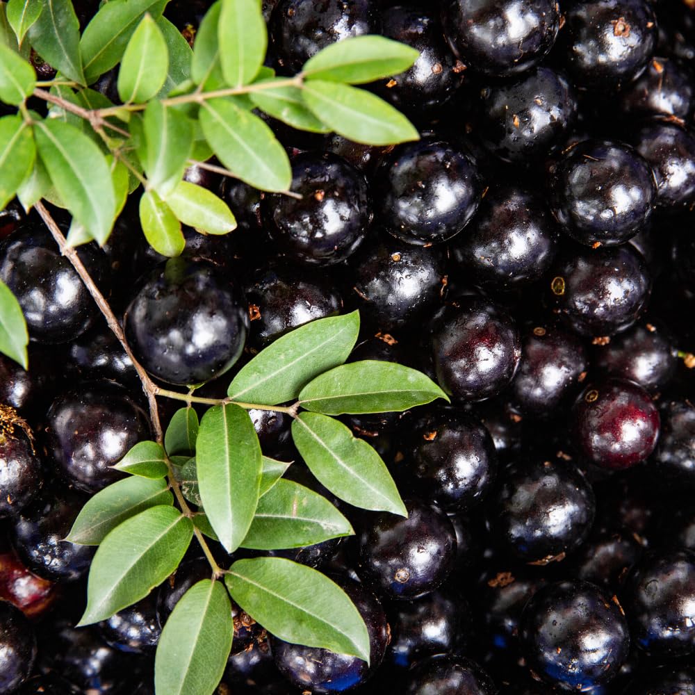 Jaboticaba Tree Live Plant for Growing Outdoor 10 to 12 Inch Tall