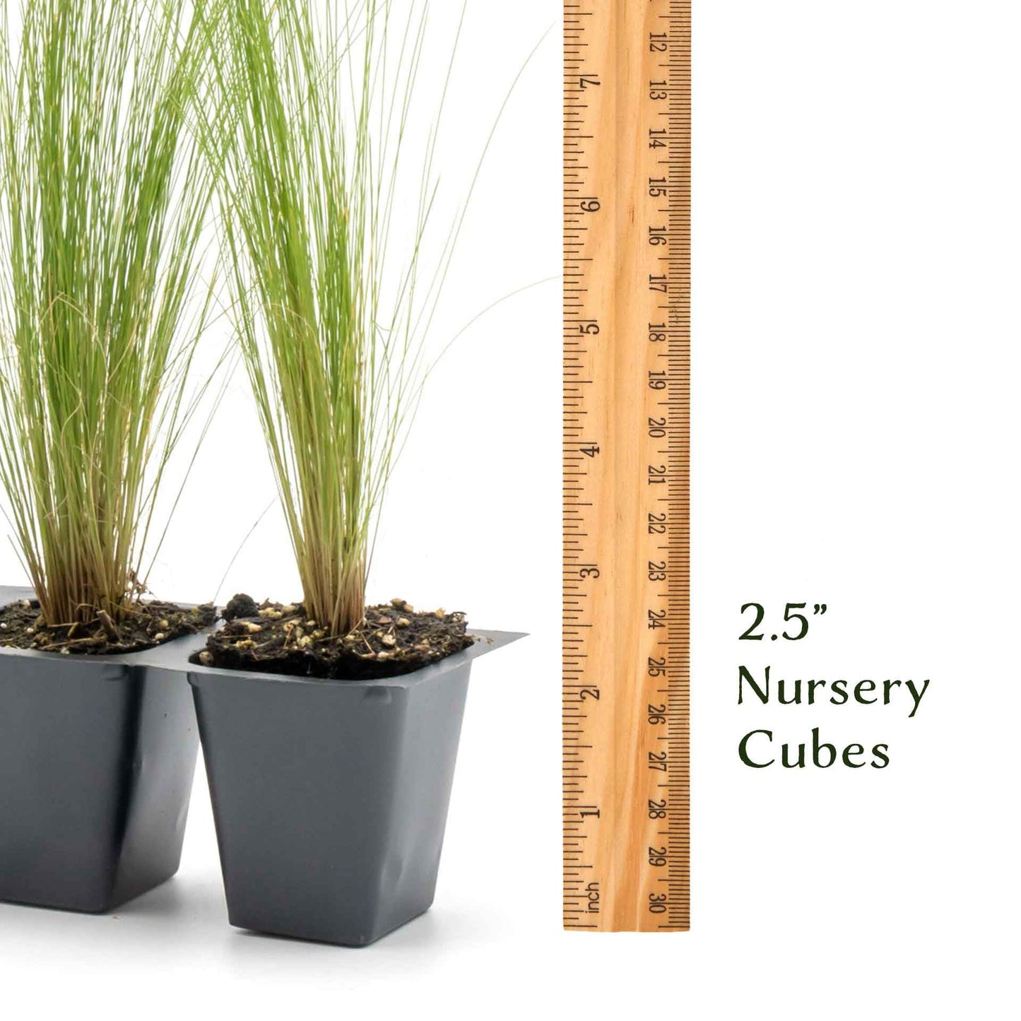 3 Mexican Feather Grass – Fine Textured Ornamental Grass with Silky Plumes for Borders & Mass Plantings (Nassella tenuissima) in 2.5” Cubes, Live Plants