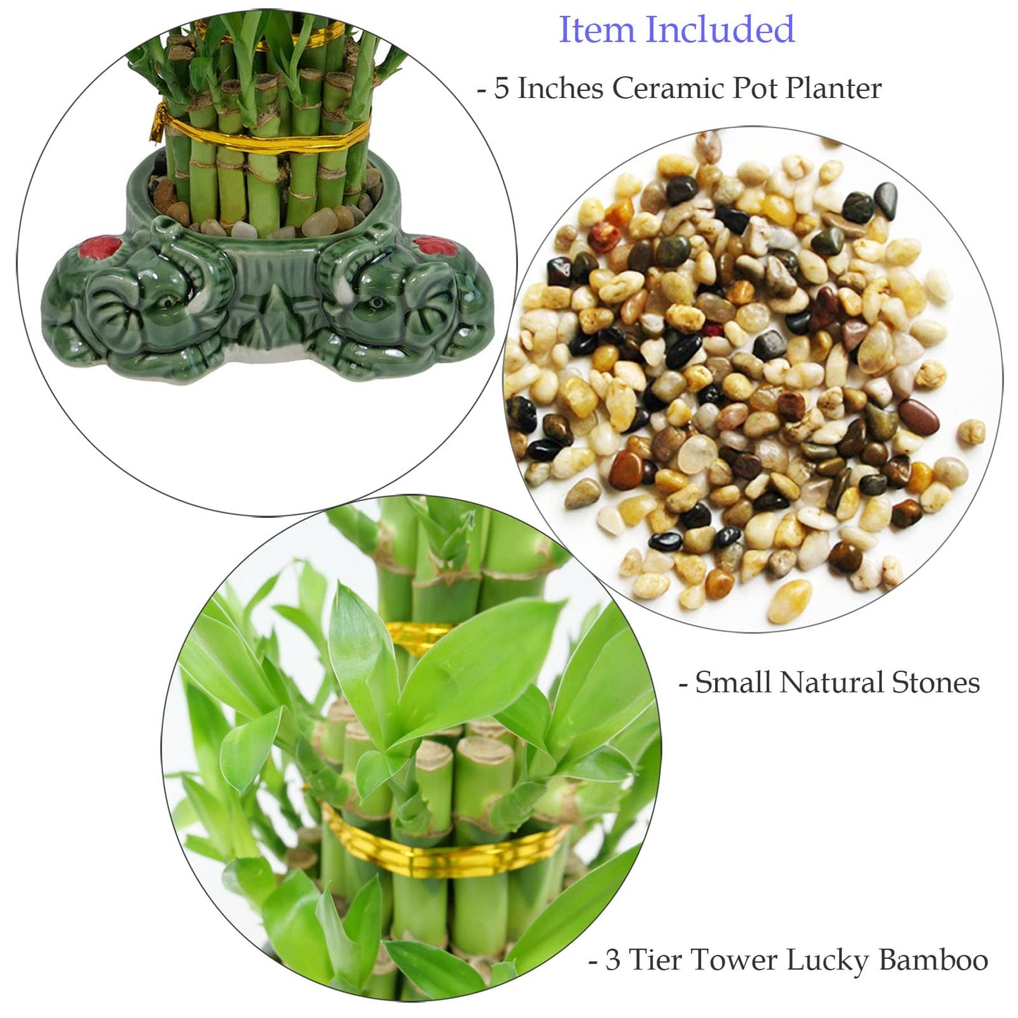 Athena’s Garden Lucky Bamboo Indoor Live Plant 3 Tier Tower Fresh Plant in Ceramic Planter (Flower Elephant)