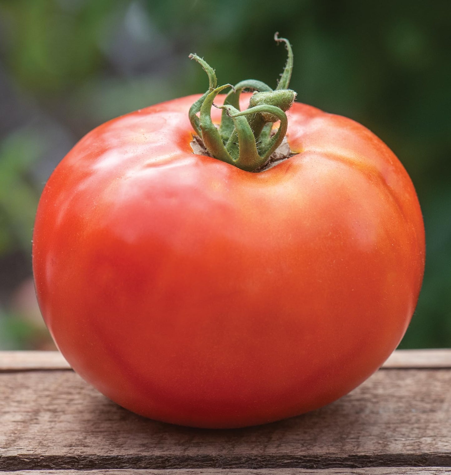 Burpee 'BushSteak' Hybrid, Red Beefsteak Slicing Tomato, 40 Non-GMO Seeds