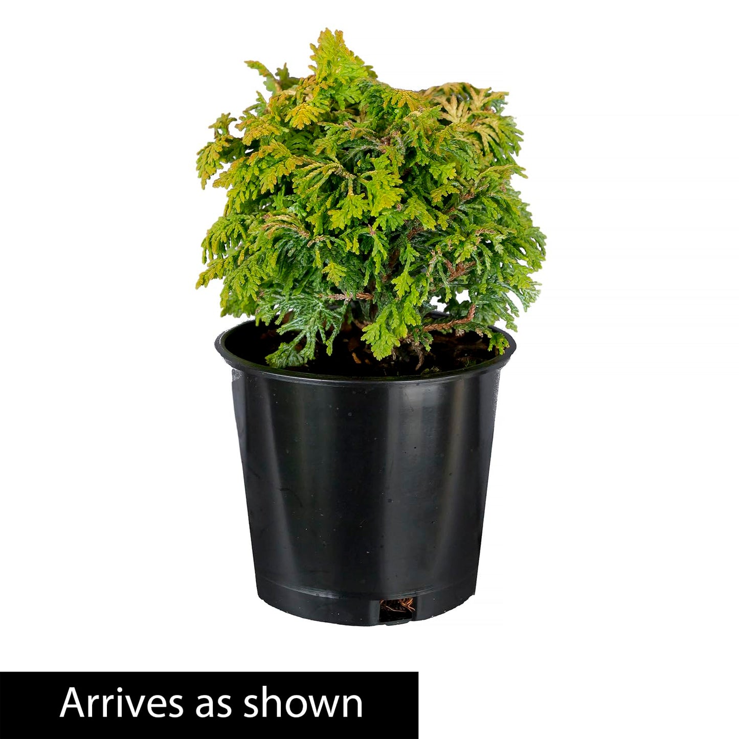 Direct Gardening Golden Mop Falsecypress Potted Evergreen Starter Shrub