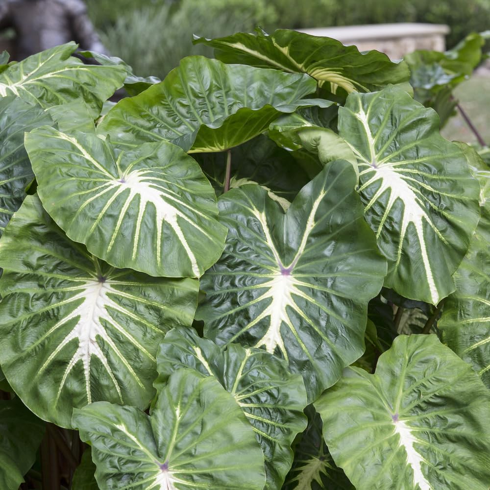White Lava Elephant Ear Bulb – Glossy Green Leaves with White Veining, Purple Stems, Tropical Garden Perennial, Zones 3–10, 3–4 Ft Tall, 1 Bulb