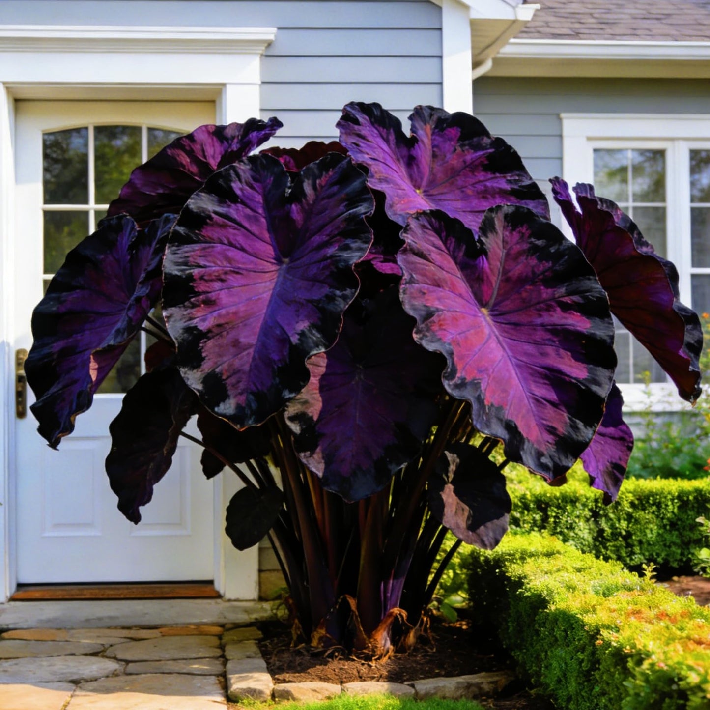 FEWSDVBX Elephant Ear for Planting Garden - Mixed Varieties, Colorful Foliage，Elephant Ear for Outdoor Garden Landscapes (6)