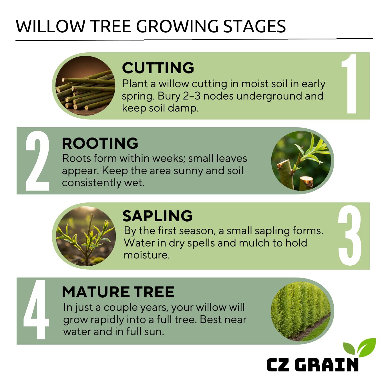 Natural Privacy Fence - 60 Ft Long - Grow 20 Fast Growing Hybrid Willow Trees - Up to 10 Feet First Year - Change The View