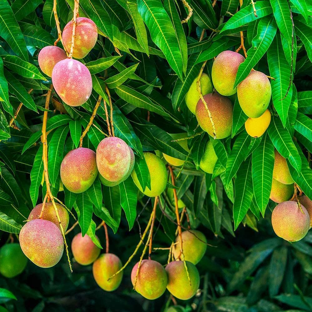 Mango Tree - Live Fruit Tree in a 3 Gallon Pot - Mangifera Indica 'Alphonso' - Tropical Edible Fruit Bearing Tree