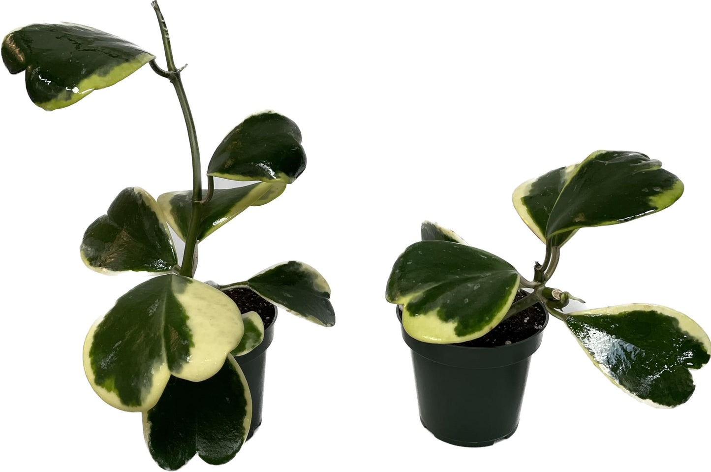 Variegated Hoya Kerrii - Hoya Plants Live Houseplant - Outer Variegated Kerrii - Plant Gift - Air Purifying Features - CA Seller (2-3 Leaves Plant, 4" Pot)