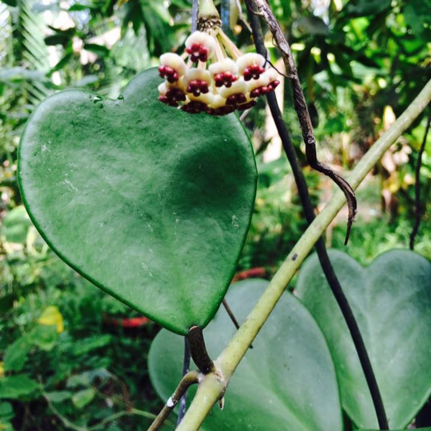 2 Hoya Kerrii, Hoya Kerrii Heart Plants Live, Hoya Plants, Hoya Kerrii Heart 4 Inches for Ornament Indoor Outdoor