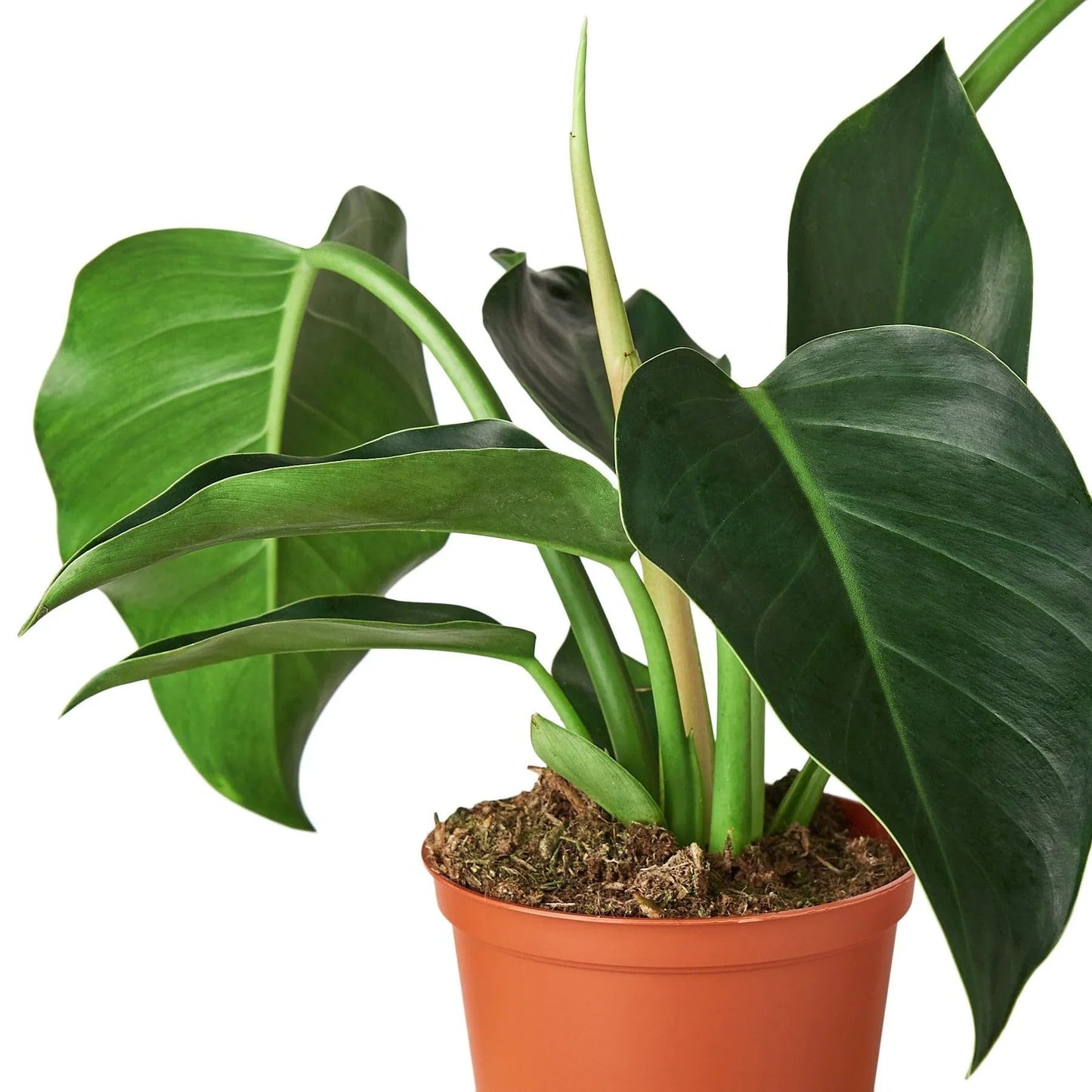 Philodendron 'Congo Green' | Live Plant for Indoor & Outdoor | for Living Room, Office, Bathroom | (4" Pot)