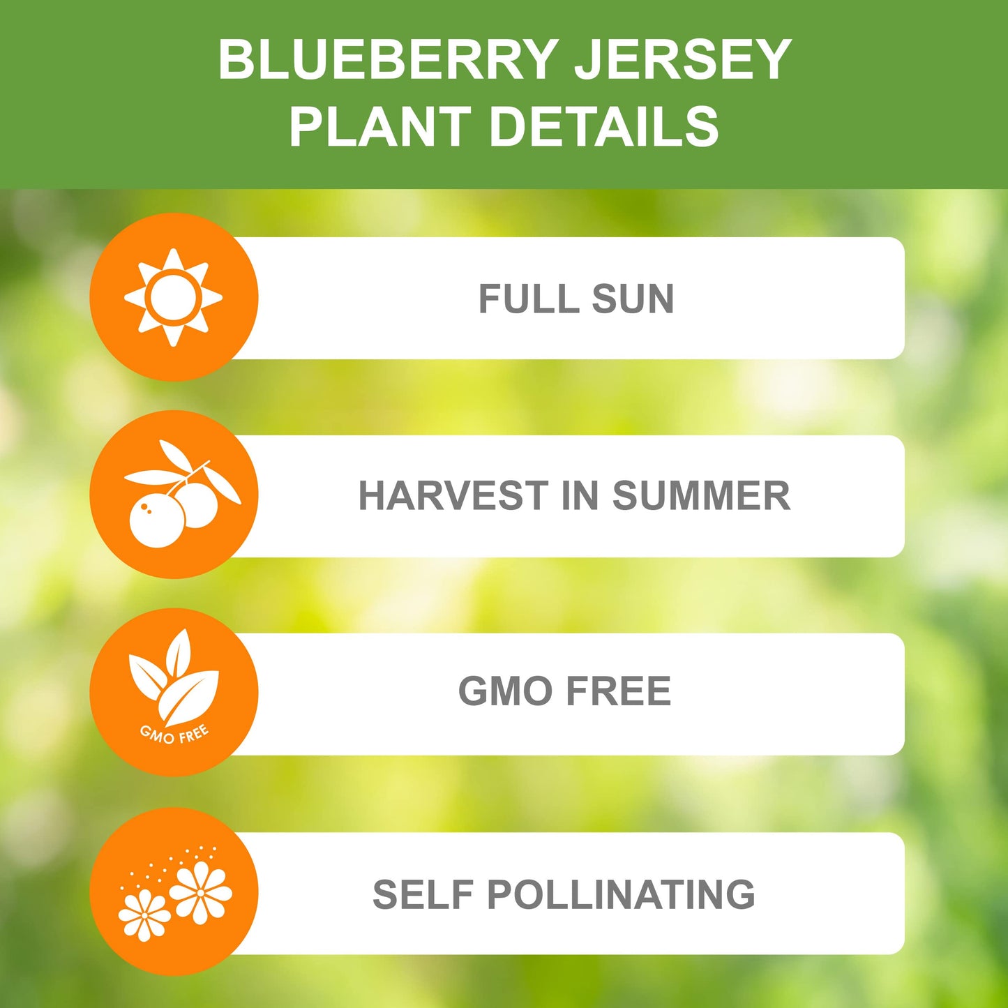 Garden State Bulb Jersey Blueberry, Bare Root, Non-GMO, Spring Planting (Bag of 2)