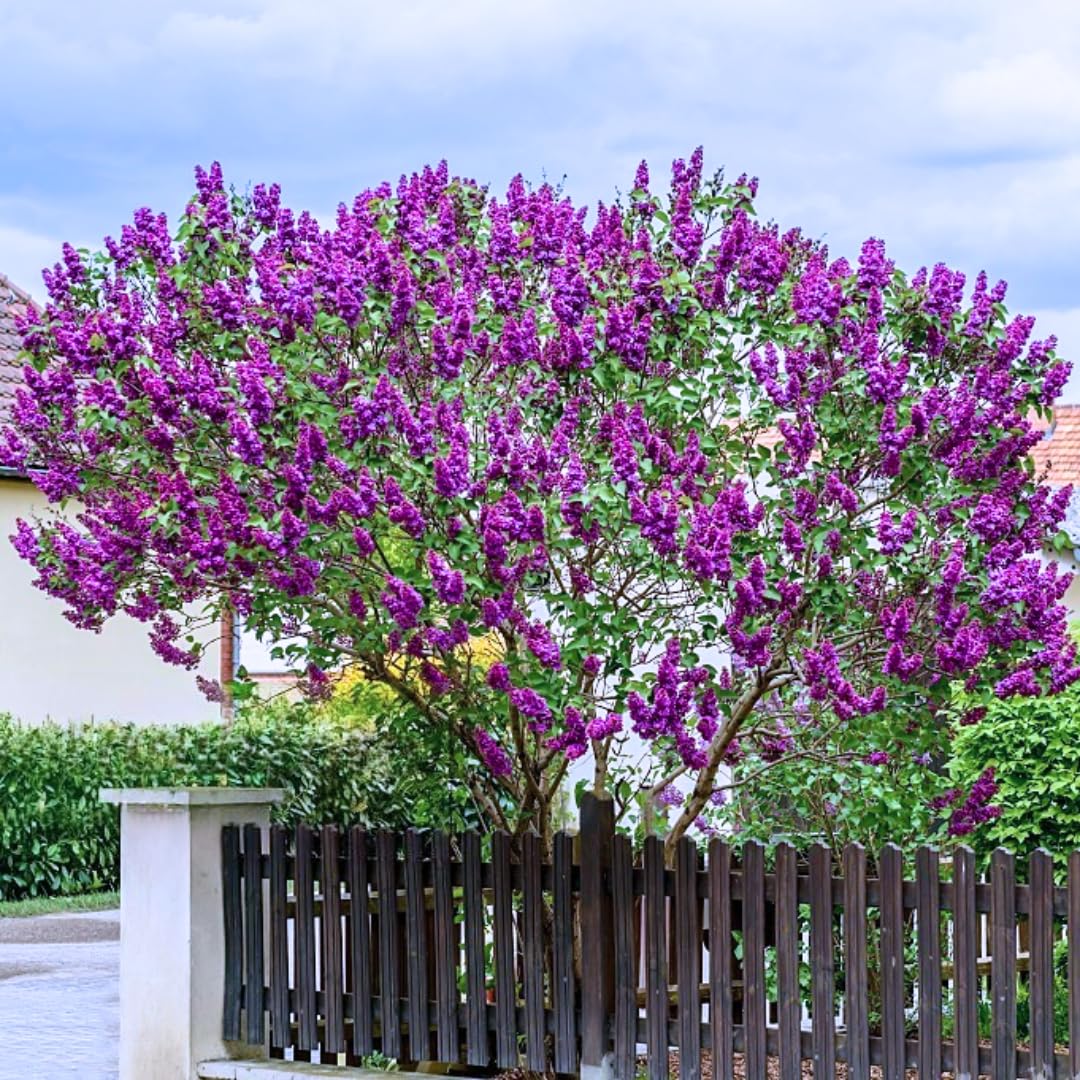 2 Lilac Trees Live Plants, 1 Year Old Well-Rooted Purple Syringa Bushes Seedling,6 to 12 Inches Tall, Fragrant, Zones 3-7