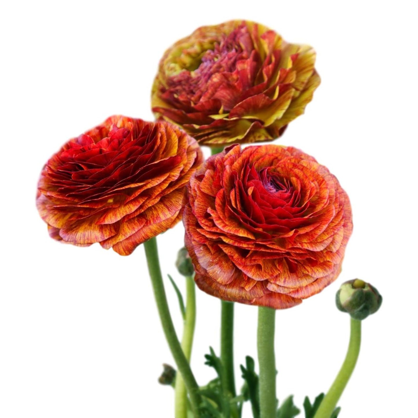 Easy to Grow Cafe Ranunculus 10 Flower Bulbs - Spring Bronzed Red & Yellow Tecolote Buttercup Blooms in Sun, Carlsbad Flower Fields, Great for Cutting