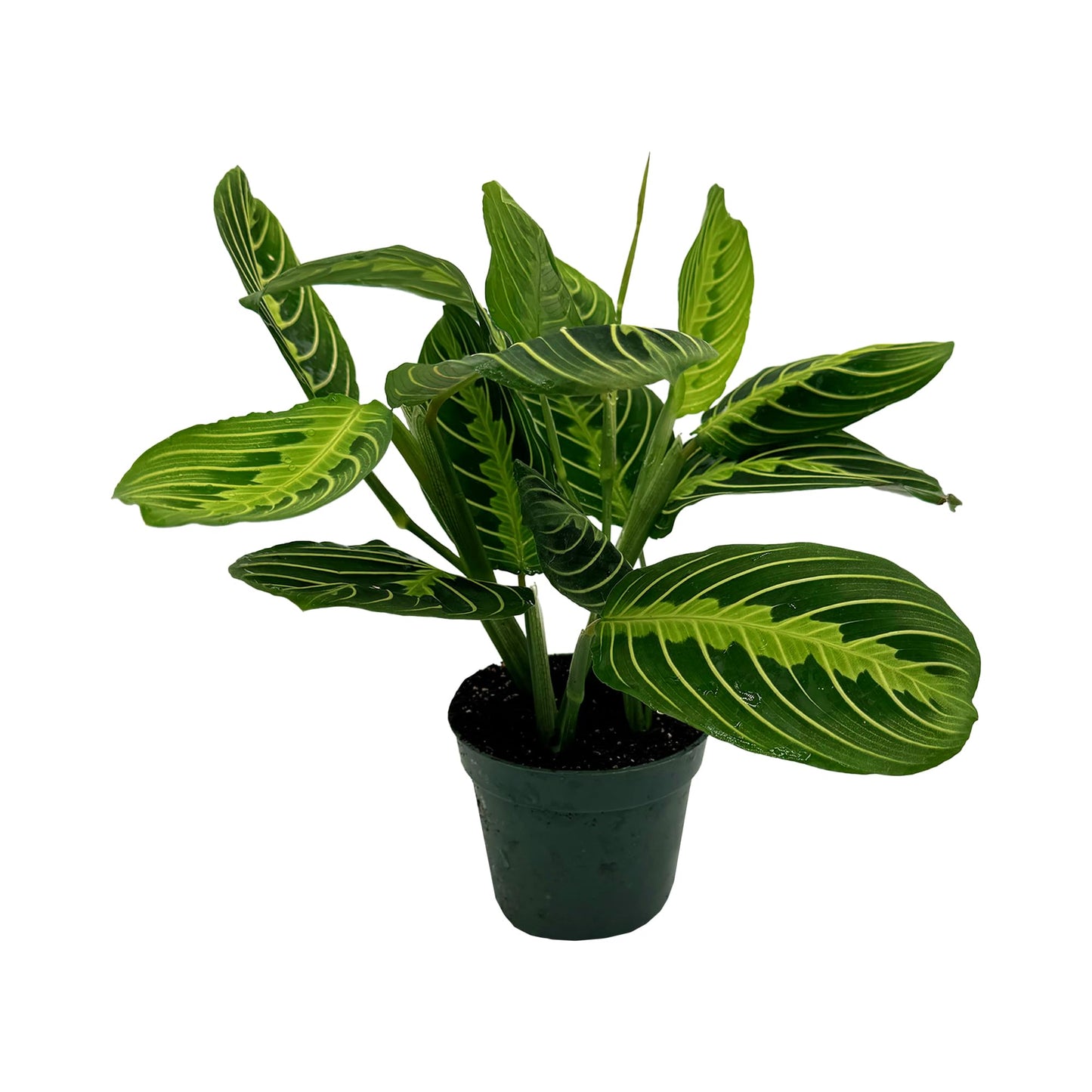 Live Lemon-Lime Prayer Plant - ‘Lemon-Lime Maranta’ Maranta leuconeura - ragnaroc Tropical Plant 7-12” Tall - 1ct - Live Arrival Guaranteed - House Plants for Home Decor & Gift