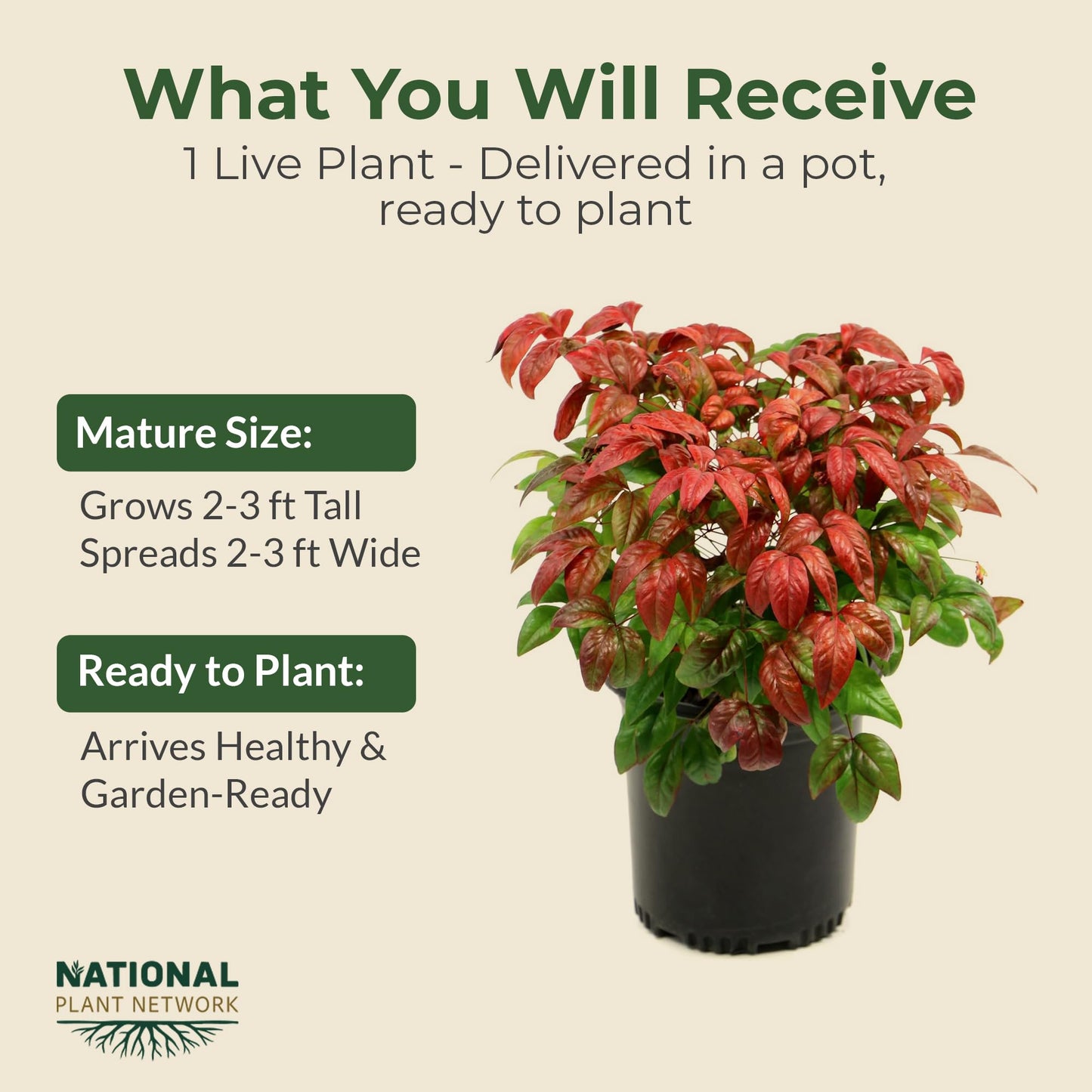 2.5 qt. Nandina Fire Power Shrub - Compact & Dense Dwarf Evergreen Shrubs w/Striking Pinnate Leaves - Ornamental Shrubs for Borders, Mass Plantings,Low Hedges, Rockeries or Perennial Gardens