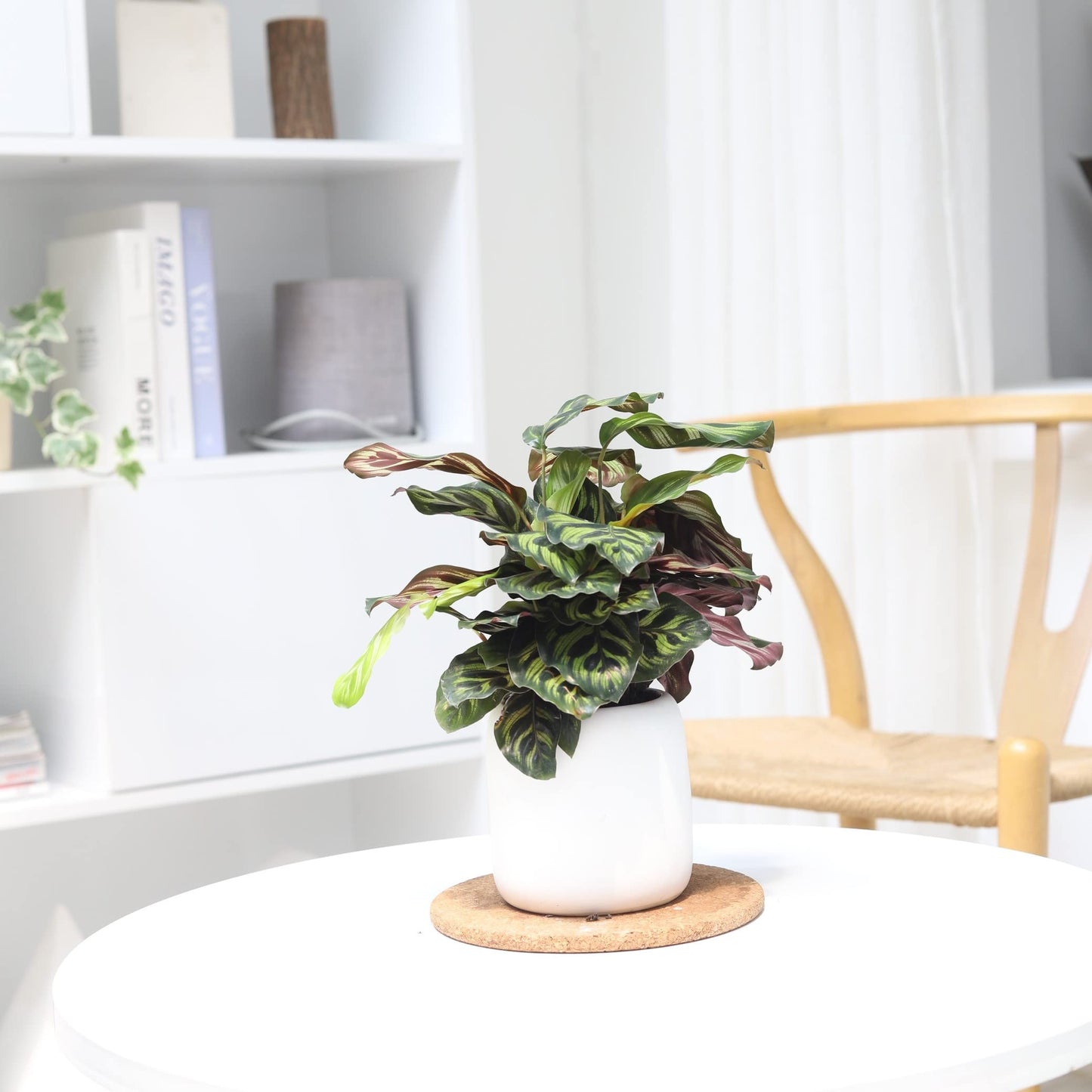 Calathea makoyana Peacock (4" Grower Pot) - Peacock Prayer Plant - Eye-catching, Easy to Grow, Easy to Care Houseplant - Live Healthy Houseplant for Home Office Decoration