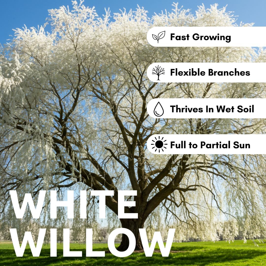 2 White Willow Trees - Rare and Unique Live Tree Plants - White Leaves - Fresh Cuttings to Grow