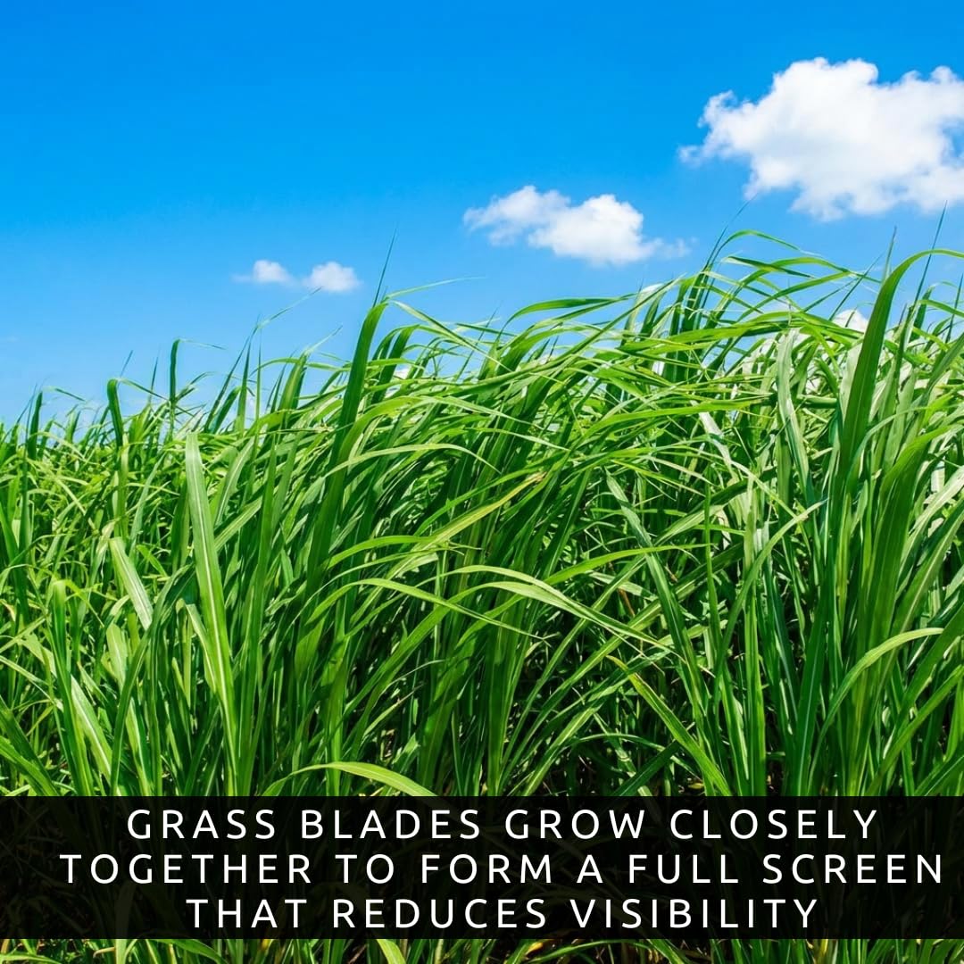 1,000 Privacy Grass Seeds for Planting - Skyscraper/Elephant Grass - Fast Growing Tall Ornamental Greens Up to 10 Feet - Dense Natural Privacy Screen - Easy to Grow (Approx 1,000 Seeds)