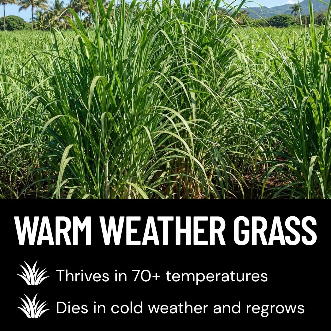 Elephant Grass Seeds - Tallest Grass in the World - Ships from Iowa, Made in USA (1,000 Seeds)