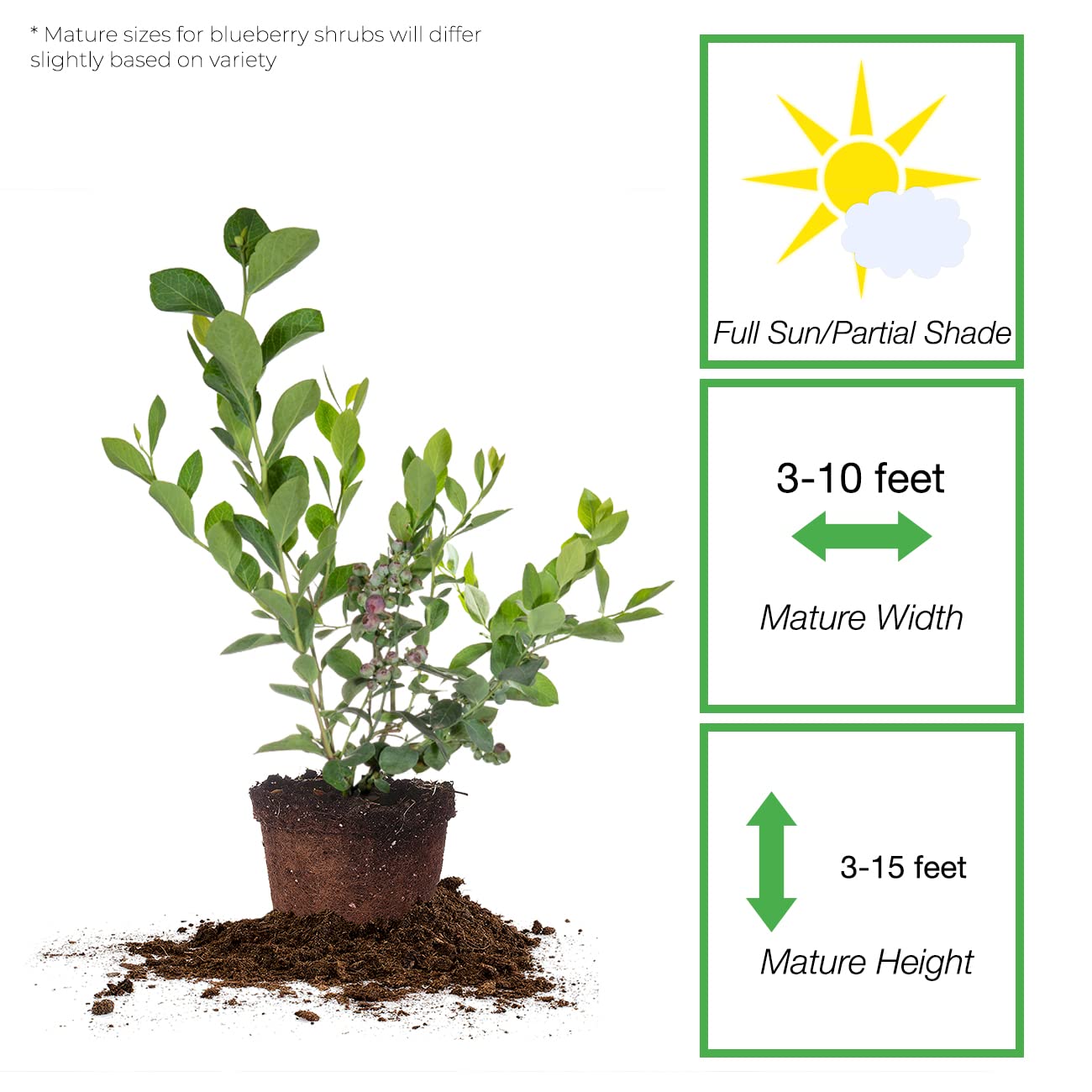 Perfect Plants 3 Pack Rabbiteye Blueberry Bushes 1 Gallon | Live Fruit Bush for Outdoor Planting | Sweet Blueberries for Fresh Eating | Easily Grown in Home Gardens