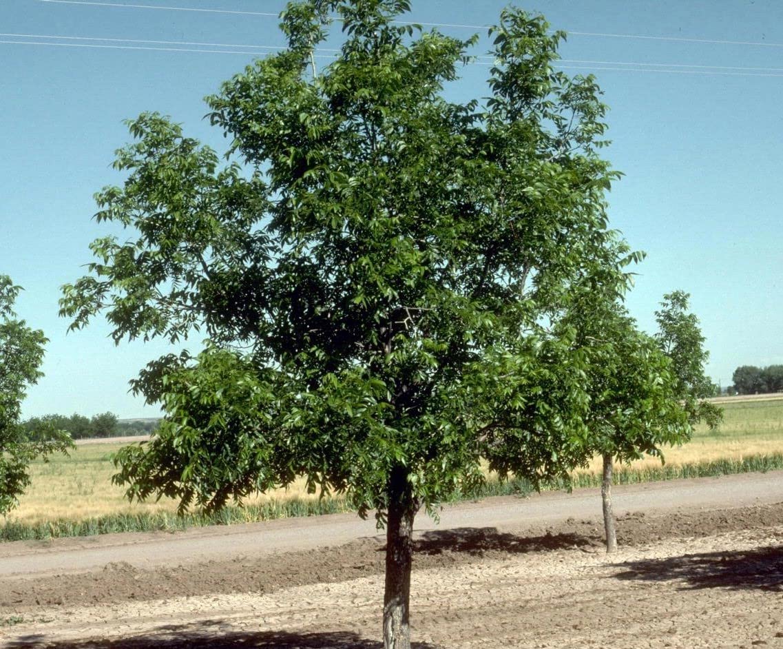 Hardy Pecan Tree - Produces Nuts - Live Plant Shipped 1 Foot Tall by DAS Farms