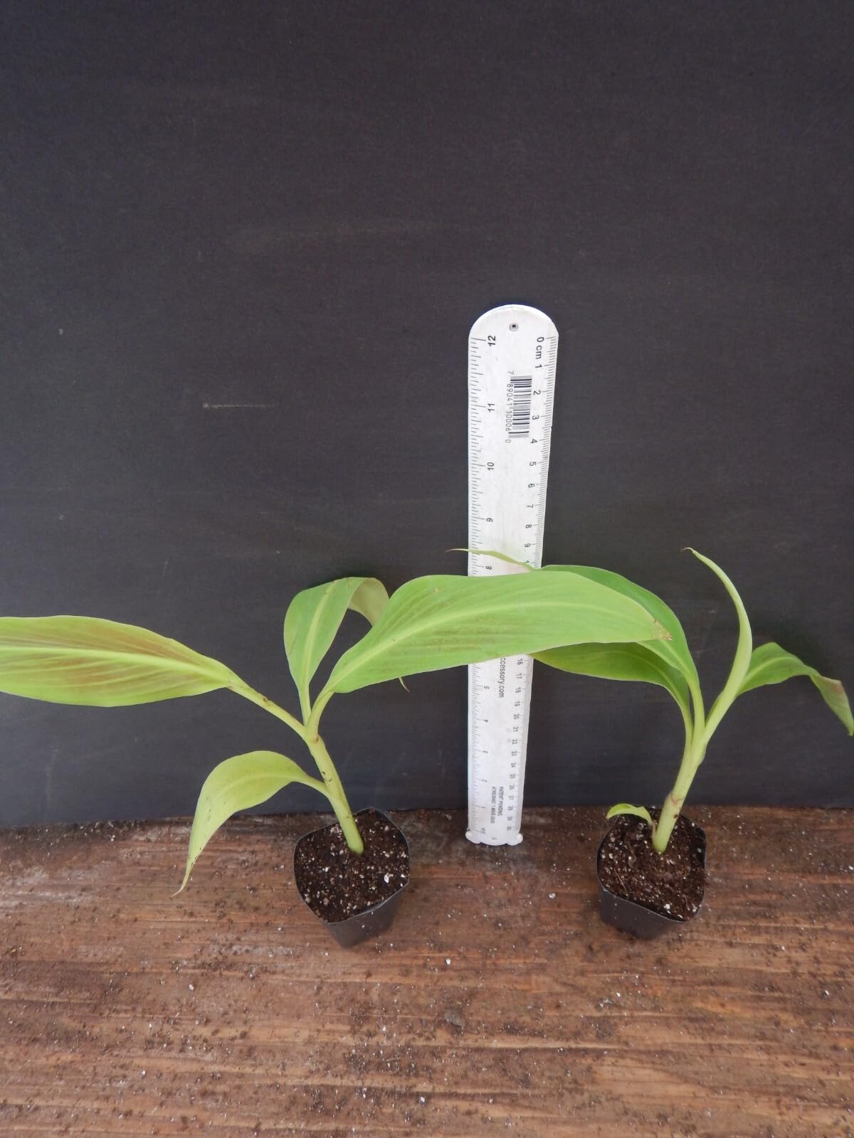 Live Plant - Siam Rubyvariegated Ornamental Banana Small Rooted Starter Plant