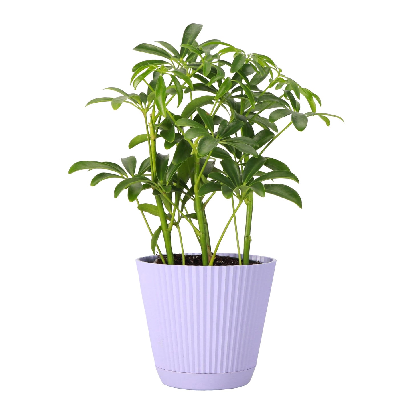 Thorsen's Greenhouse Live Arboricola Umbrella Tree Plant, Schefflera Arboricola, Natural Air Purifier, Easy to Grow, Live Indoor Houseplant, 4-inch Diameter (Lavender)