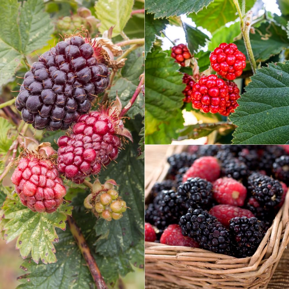 Set 2 Thornless Boysenberry Plants, Sweet Boysenberry Plants for Planting, 4 to 6 Inches Tall, High Yielding Berries for Indoor Outdoor Garden