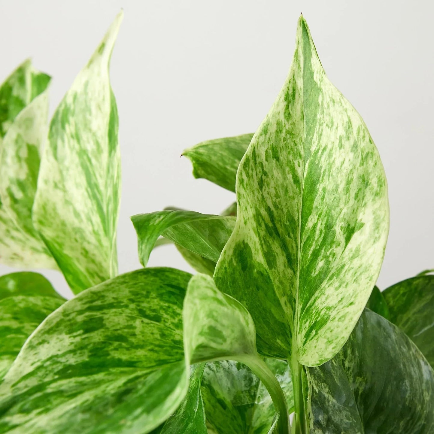 Pothos 'Marble Queen' | Live Plant for Indoor & Outdoor | for Living Room, Office, Bathroom | (4" Pot)
