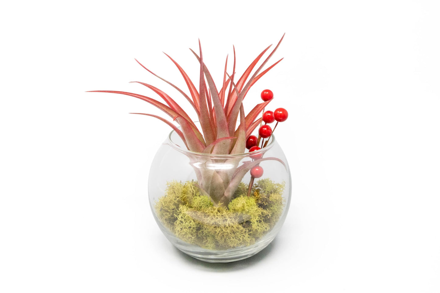 Air Plant Shop Festive Terrarium Air Plants - Wholesale and Bulk - Succulents - Live Tillandsia - Easy Care Indoor and Outdoor House Plants
