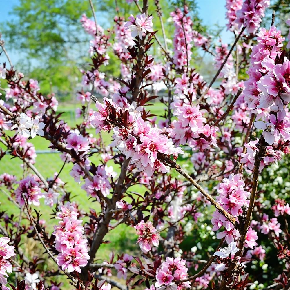 Generic The Dwarf Bonfire Patio Peach Tree, Pink Double Petal Flowers, Clingstone, Deciduous, 5 gal, Nursery Pot, Purple